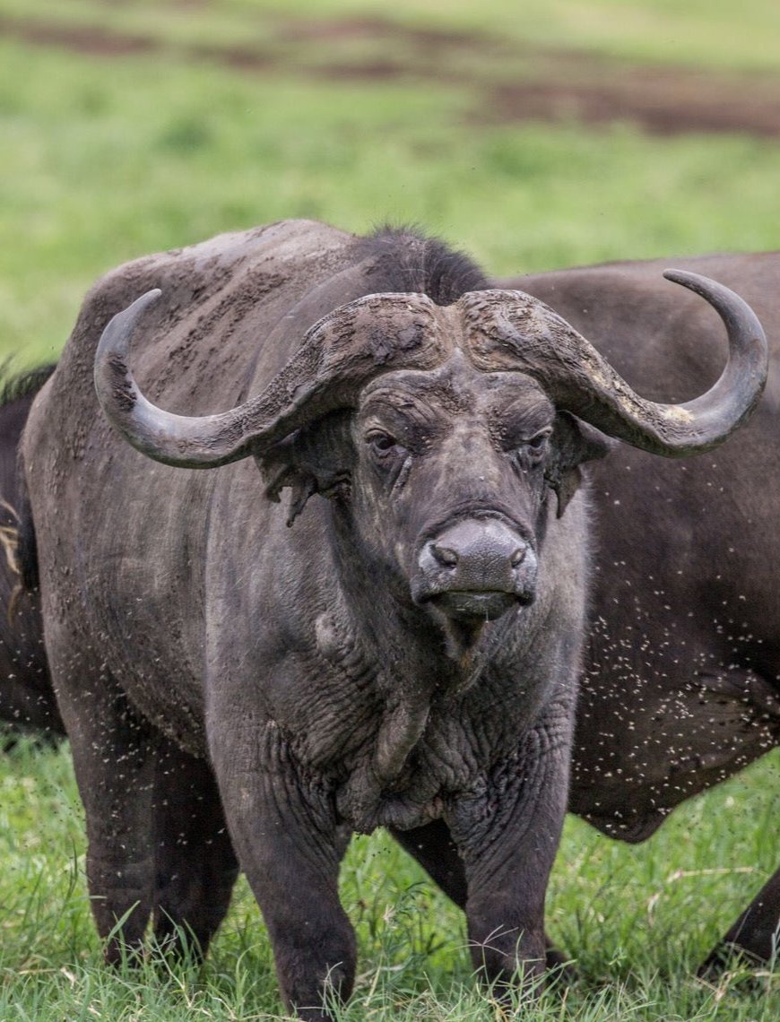 Buffalo on Photo Safari