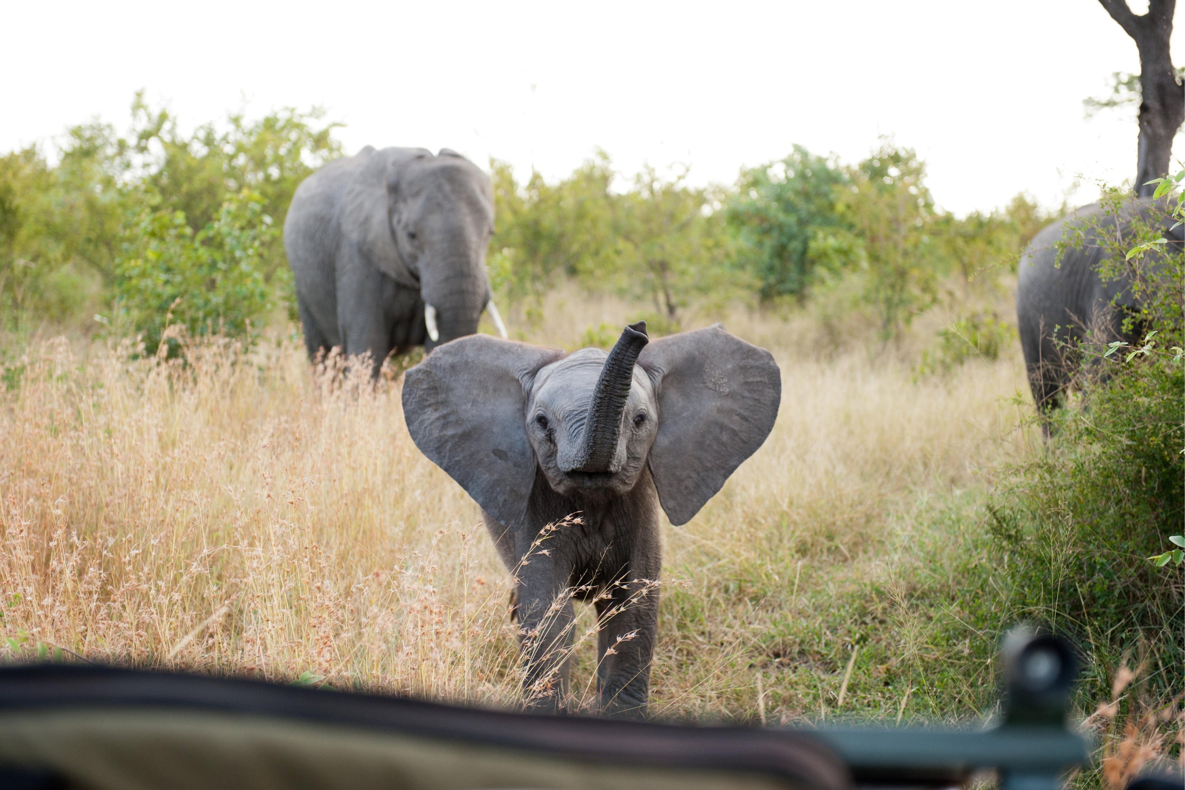 South African Safari