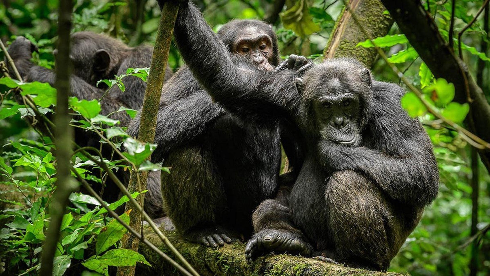 African Chimp Safari