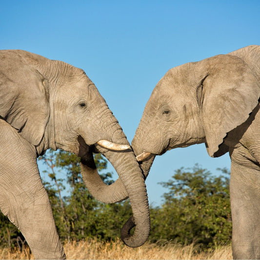 Namibia Private Luxury Safari