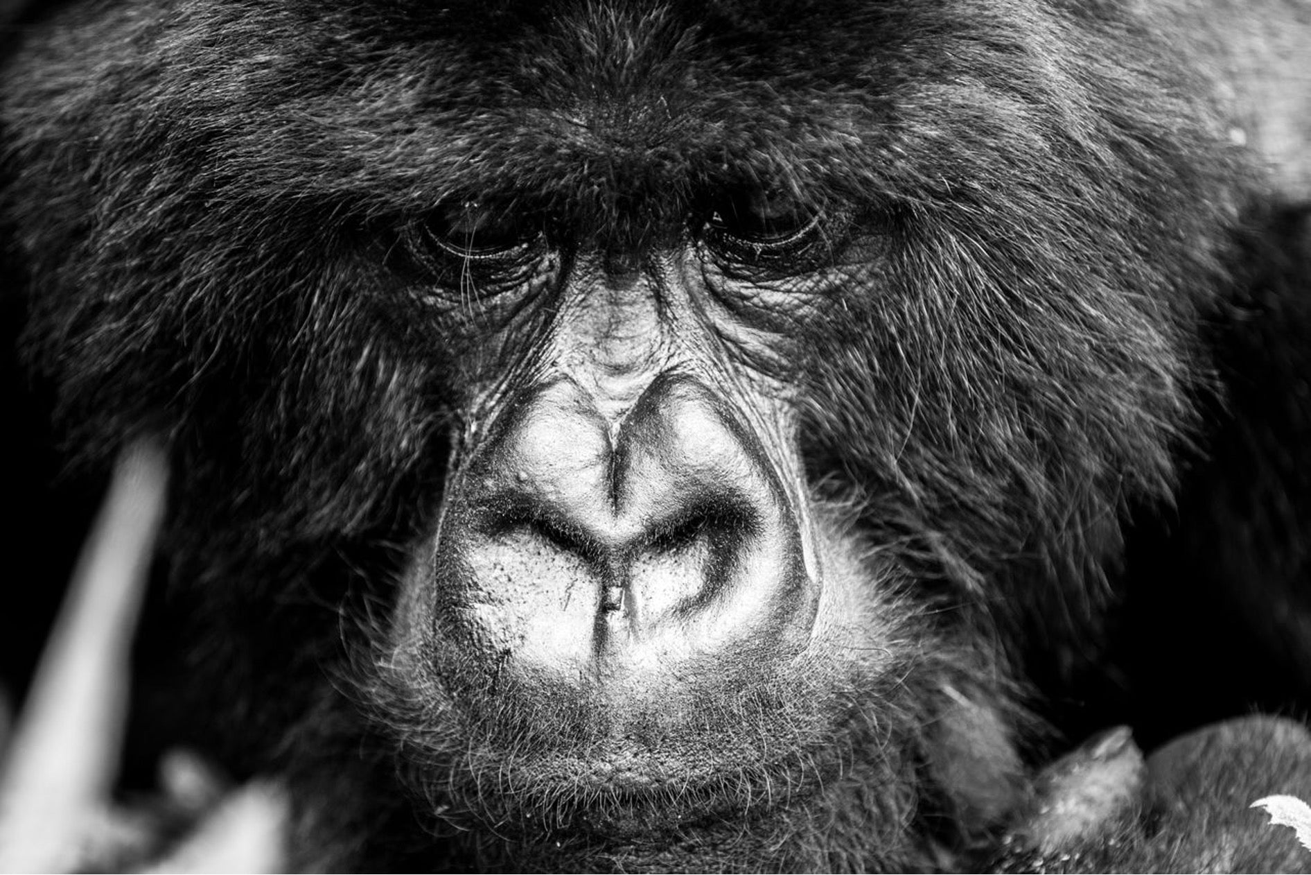 African Gorilla Safari