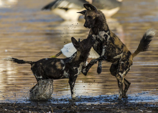 Botswana Private Luxury Safari