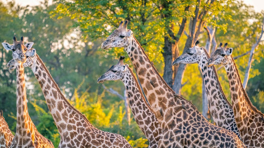South Africa Private Luxury Safari
