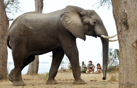 Zambia Private Luxury Safari