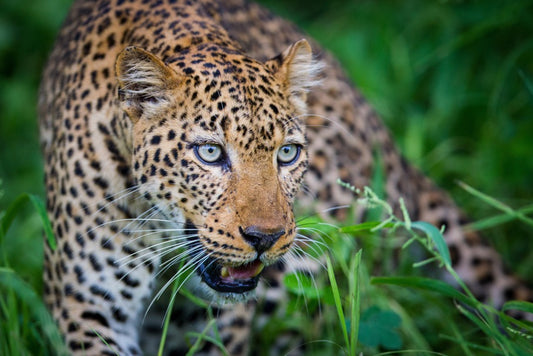 Safari & Salt Trip Consultation