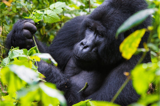 Rwanda Private Luxury Safari