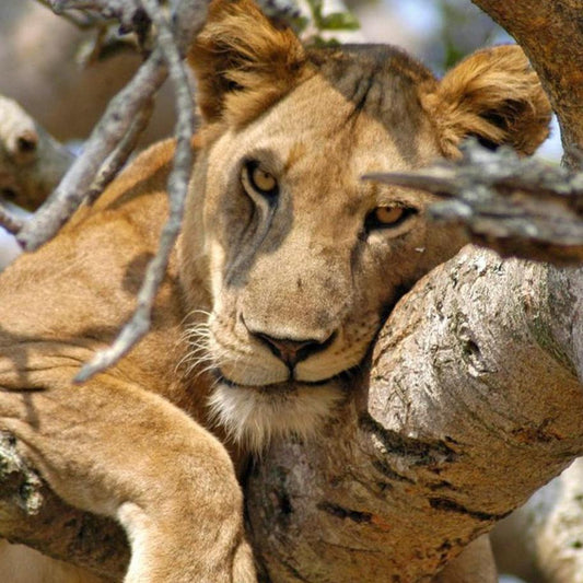 Zimbabwe Private Luxury Safari