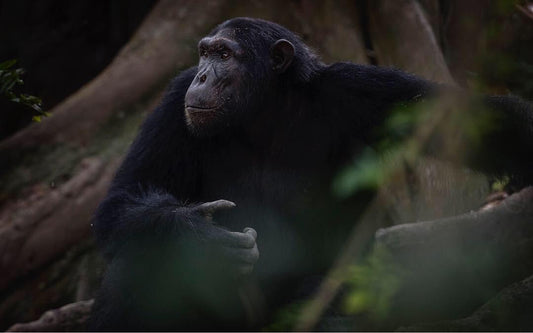 Uganda Private Luxury Safari